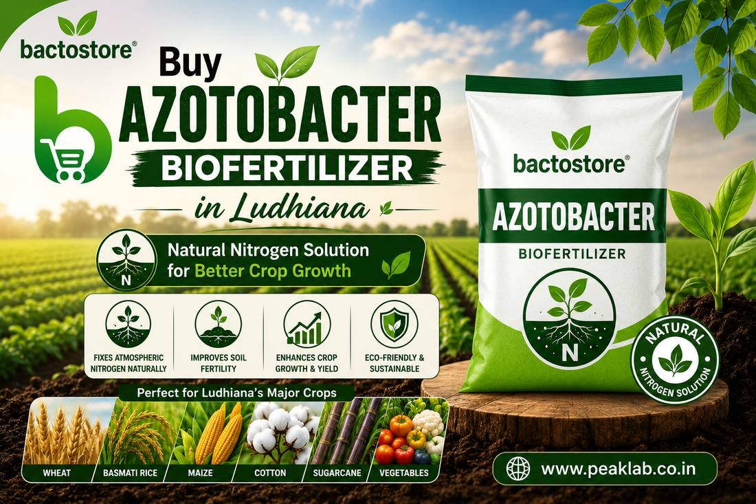 Buy Azotobacter Biofertilizer in Ludhiana – Natural Nitrogen Solution for Better Crop Growth