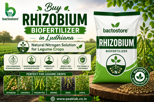 Buy Rhizobium Biofertilizer in Ludhiana – Natural Nitrogen Solution for Legume Crops
