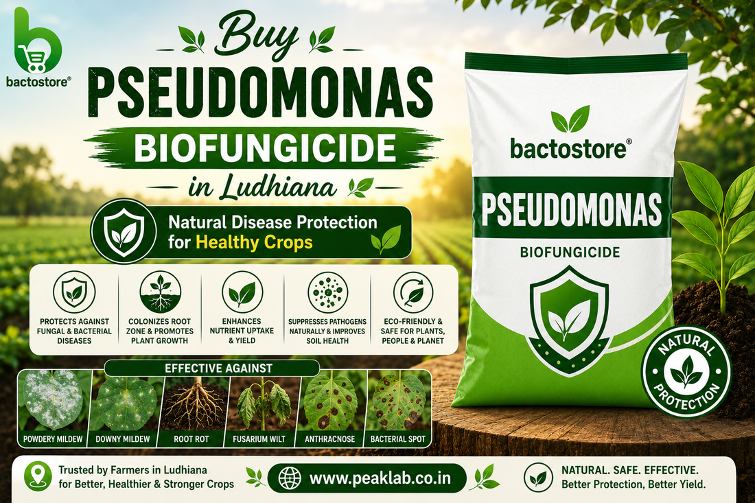 Buy Pseudomonas Biofungicide in Ludhiana – Natural Disease Protection for Healthy Crops