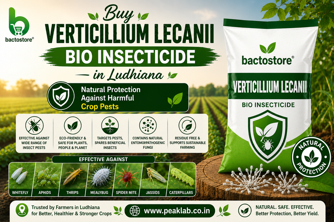 Buy Verticillium Lecanii Bio Insecticide – Natural Protection Against Harmful Crop Pests