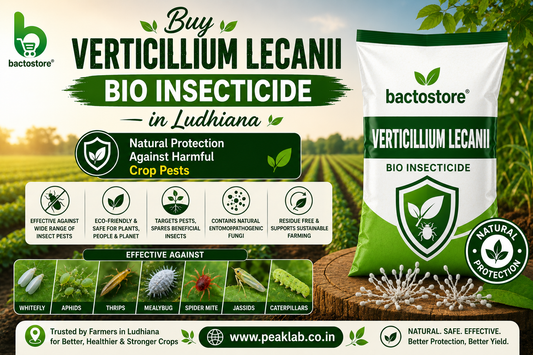 Buy Verticillium Lecanii Bio Insecticide – Natural Protection Against Harmful Crop Pests
