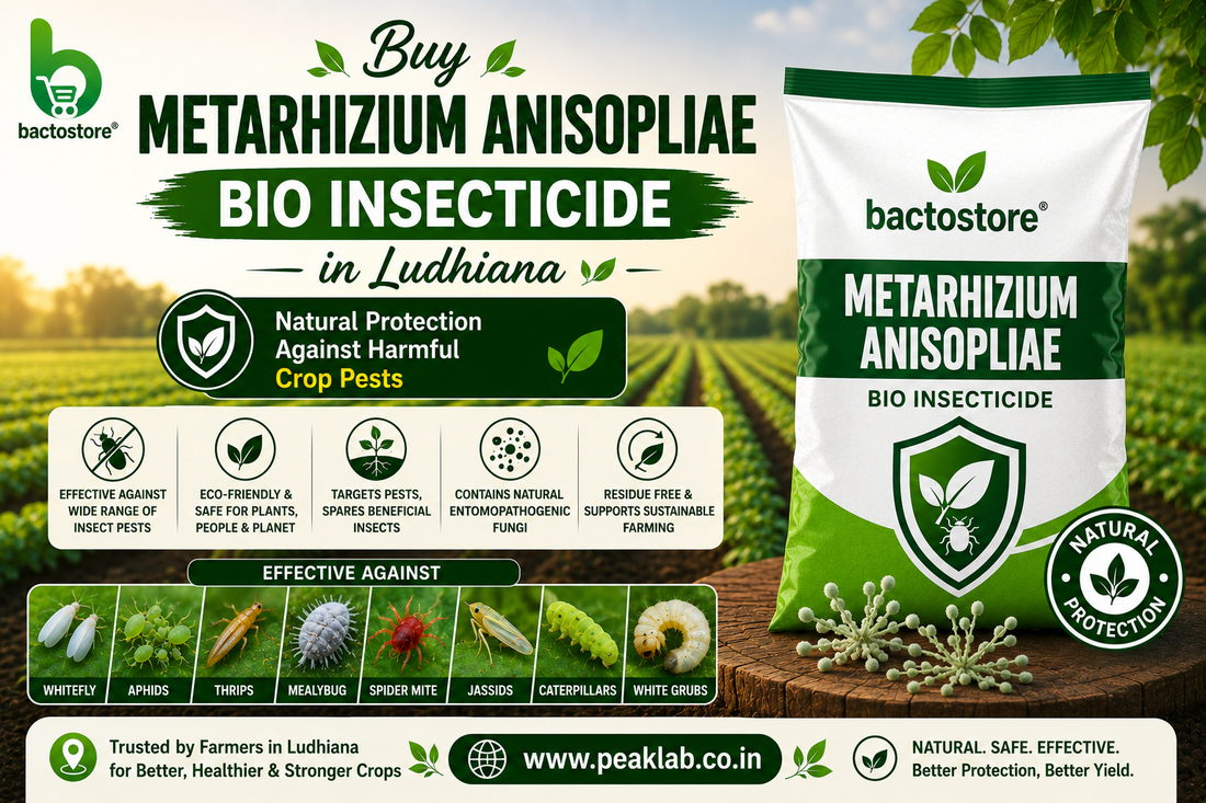 Buy Metarhizium Anisopliae Bio Insecticide – Natural Protection Against Harmful Crop Pests