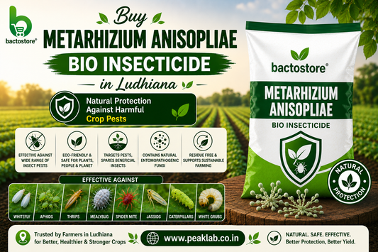 Buy Metarhizium Anisopliae Bio Insecticide – Natural Protection Against Harmful Crop Pests