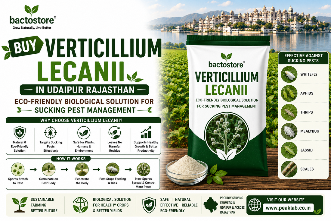 Buy Verticillium Lecanii in Udaipur Rajasthan – Eco-Friendly Biological Solution for Sucking Pest Management