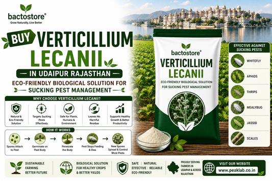 Buy Verticillium Lecanii in Udaipur Rajasthan – Eco-Friendly Biological Solution for Sucking Pest Management