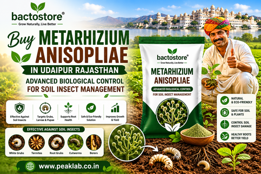 Buy Metarhizium Anisopliae in Udaipur Rajasthan – Advanced Biological Control for Soil Insect Management