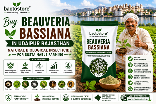 Buy Beauveria Bassiana in Udaipur Rajasthan – Natural Biological Insecticide for Sustainable Farming