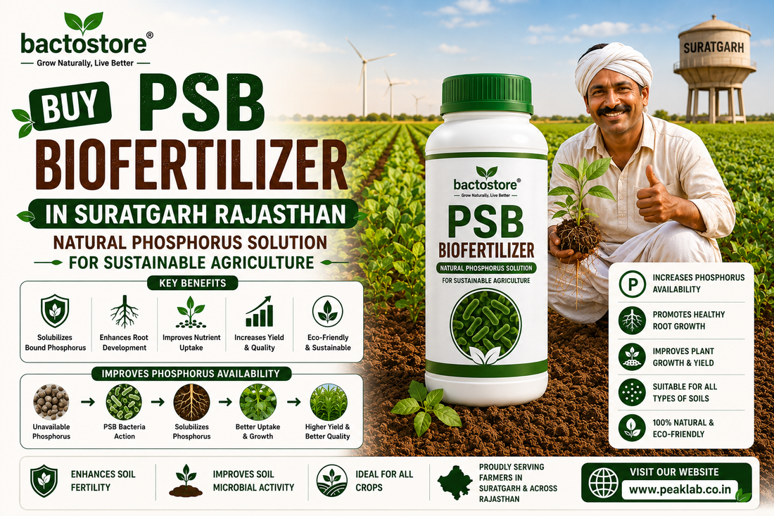 Buy PSB Biofertilizer in Suratgarh Rajasthan – Natural Phosphorus Solution for Sustainable Agriculture