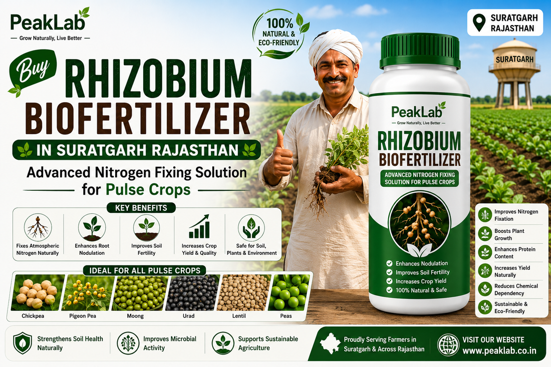Buy Rhizobium Biofertilizer in Suratgarh Rajasthan – Advanced Nitrogen Fixing Solution for Pulse Crops