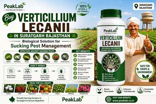Buy Verticillium Lecanii in Suratgarh Rajasthan – Biological Solution for Sucking Pest Management