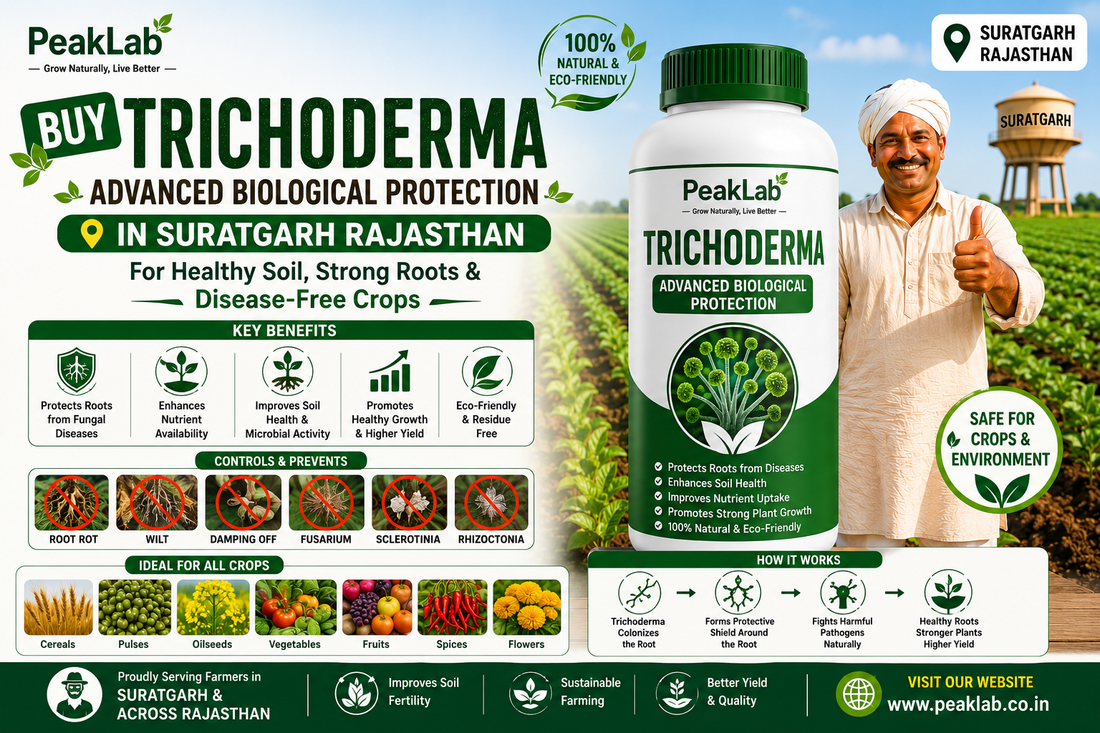 Buy Trichoderma in Suratgarh Rajasthan – Advanced Biological Protection for Sustainable Farming