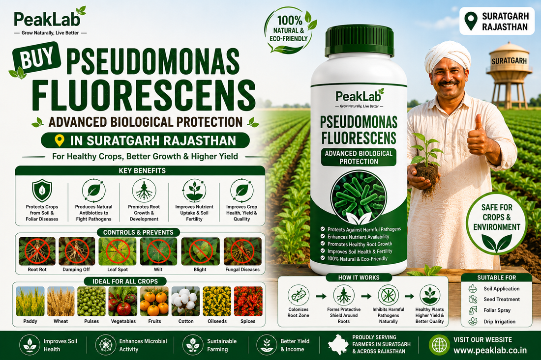 Buy Pseudomonas Fluorescens in Suratgarh Rajasthan – Advanced Biological Protection for Healthy Crops