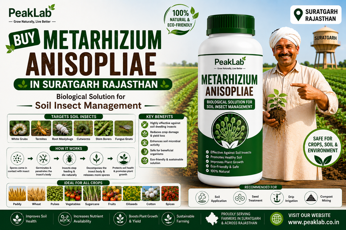 Buy Metarhizium Anisopliae in Suratgarh Rajasthan – Biological Solution for Soil Insect Management