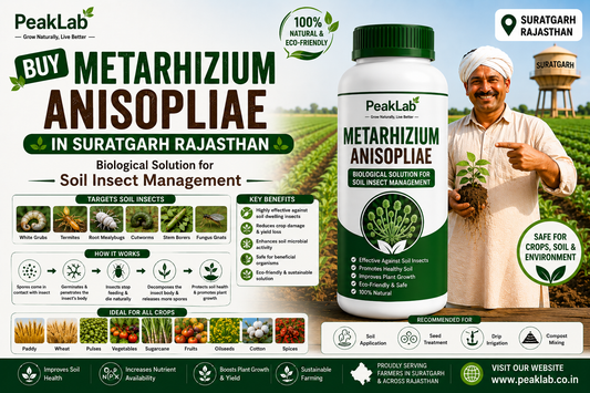 Buy Metarhizium Anisopliae in Suratgarh Rajasthan – Biological Solution for Soil Insect Management