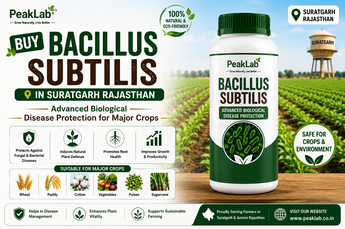 Buy Bacillus Subtilis in Suratgarh Rajasthan – Advanced Biological Disease Protection for Major Crops