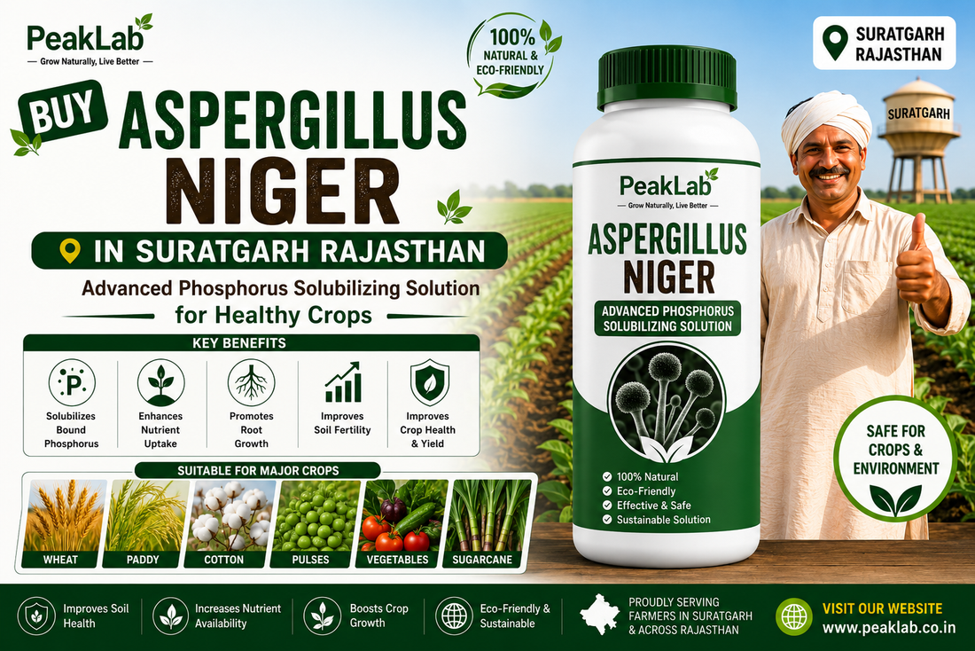 Buy Aspergillus Niger Biofertilizer in Suratgarh Rajasthan – Advanced Phosphorus Solubilizing Solution for Healthy Crops