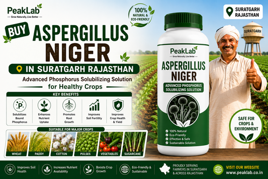 Buy Aspergillus Niger Biofertilizer in Suratgarh Rajasthan – Advanced Phosphorus Solubilizing Solution for Healthy Crops