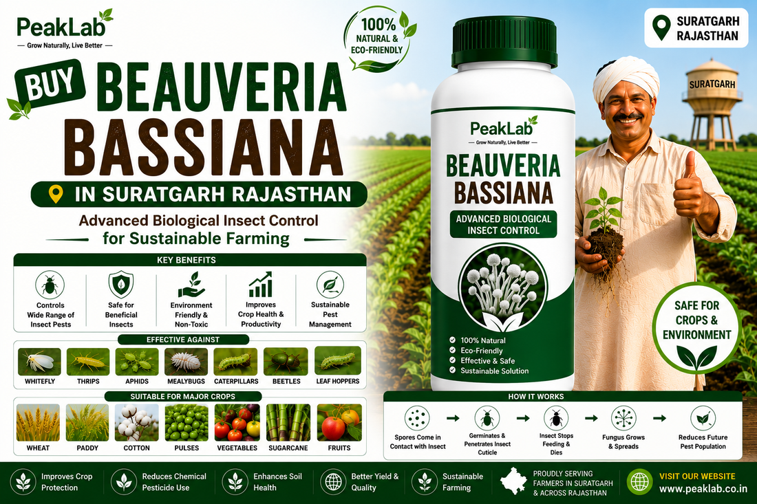 Buy Beauveria Bassiana in Suratgarh Rajasthan – Advanced Biological Insect Control for Sustainable Farming