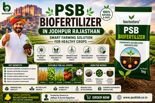 PSB Biofertilizer in Jodhpur Rajasthan – Smart Farming Solution for Healthy Crops