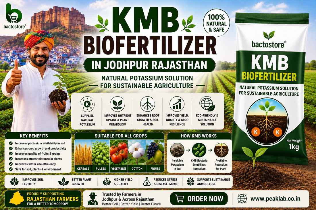 KMB Biofertilizer in Jodhpur Rajasthan – Natural Potassium Solution for Sustainable Agriculture