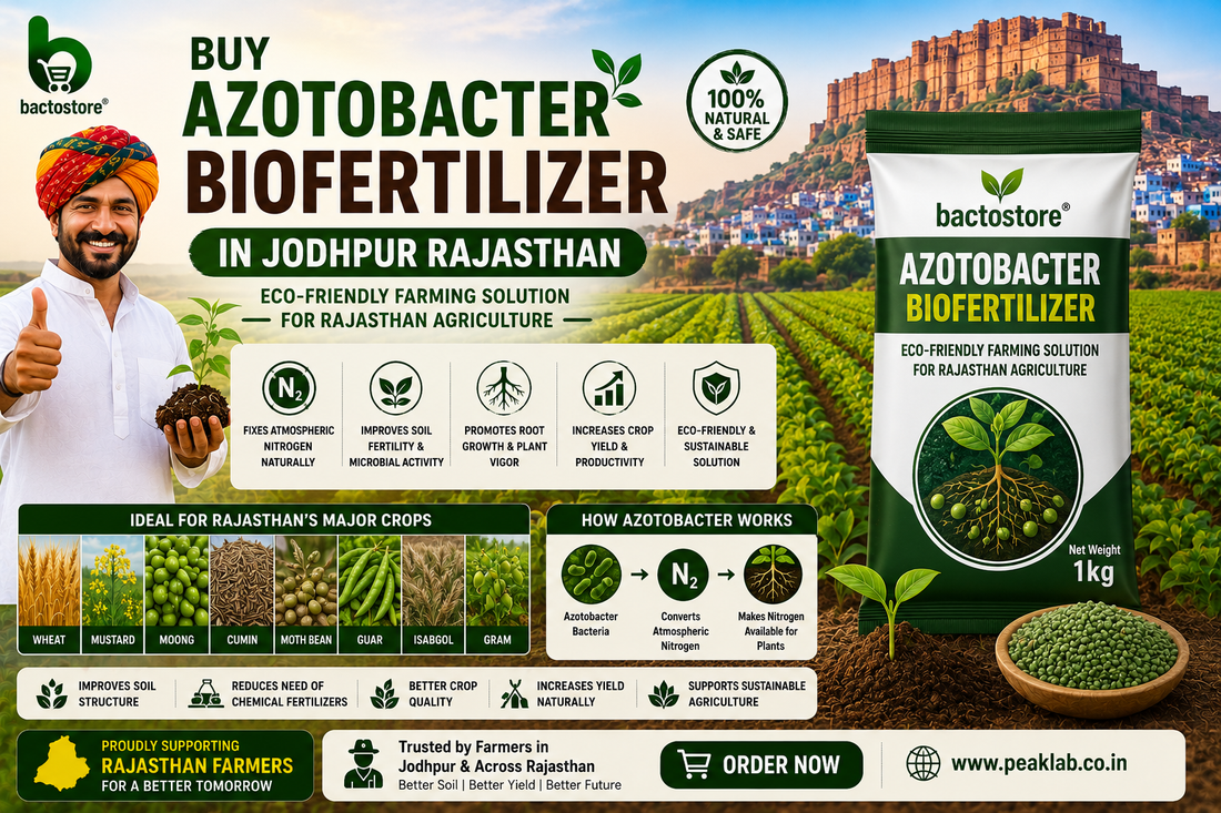 Buy Azotobacter Biofertilizer in Jodhpur Rajasthan – Eco-Friendly Farming Solution for Rajasthan Agriculture