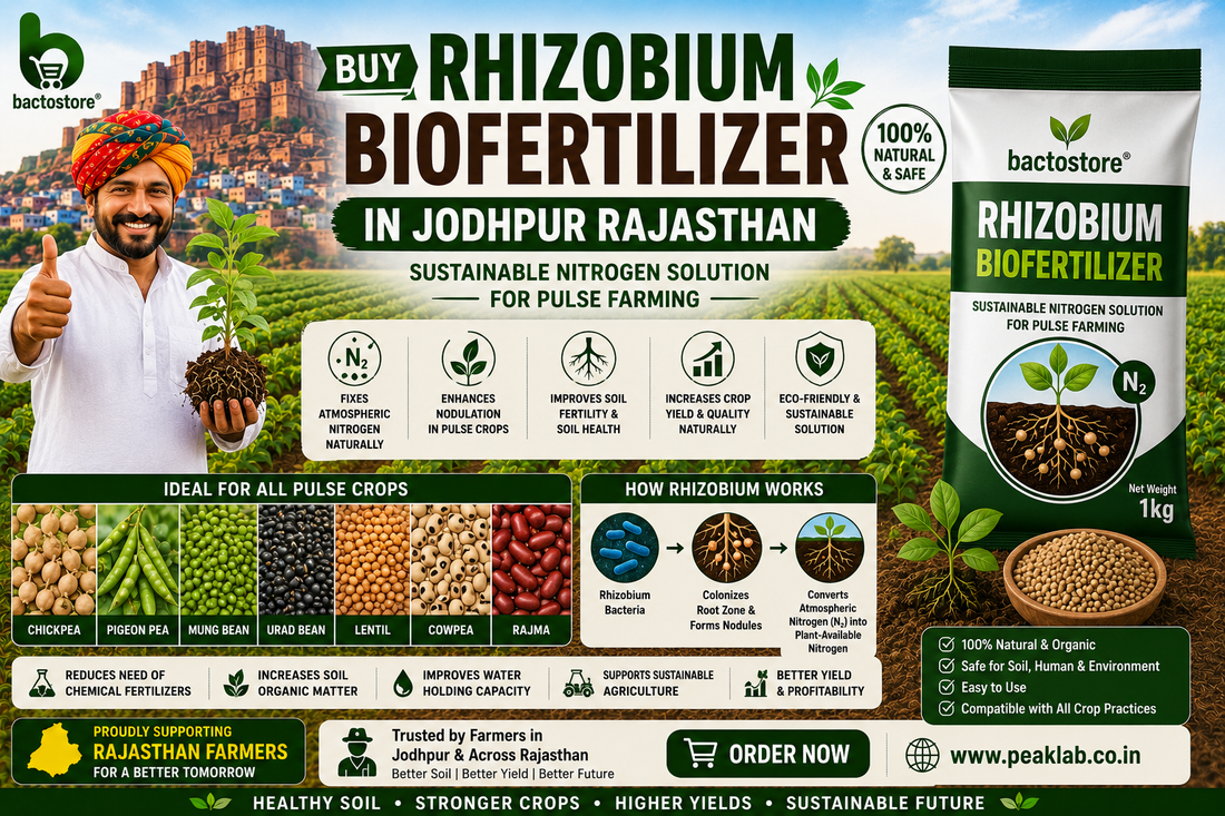 Buy Rhizobium Biofertilizer in Jodhpur Rajasthan – Sustainable Nitrogen Solution for Pulse Farming