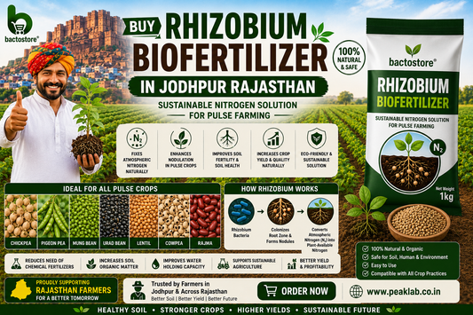 Buy Rhizobium Biofertilizer in Jodhpur Rajasthan – Sustainable Nitrogen Solution for Pulse Farming