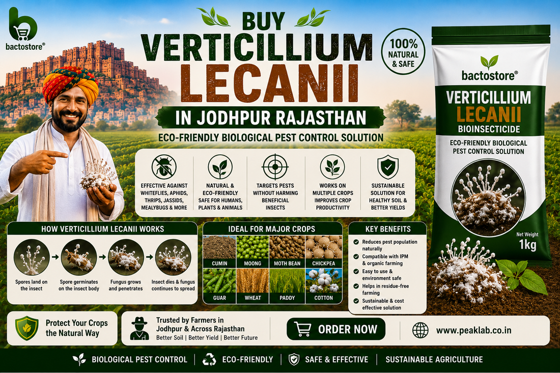 Buy Verticillium Lecanii in Jodhpur Rajasthan – Eco-Friendly Biological Pest Control Solution