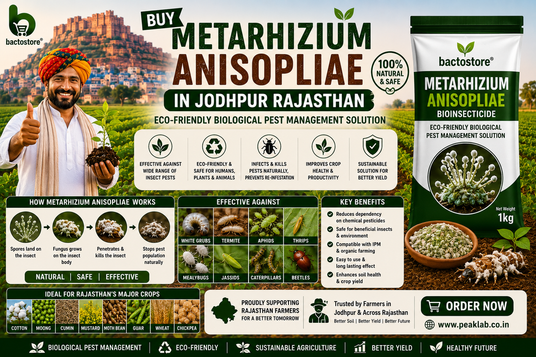Buy Metarhizium Anisopliae in Jodhpur Rajasthan – Eco-Friendly Biological Pest Management Solution