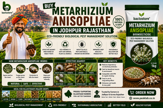 Buy Metarhizium Anisopliae in Jodhpur Rajasthan – Eco-Friendly Biological Pest Management Solution
