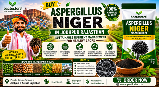 Buy Aspergillus Niger in Jodhpur Rajasthan – Sustainable Nutrient Management for Healthy Crops