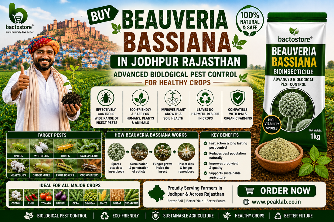 Buy Beauveria Bassiana in Jodhpur Rajasthan – Advanced Biological Pest Control for Healthy Crops