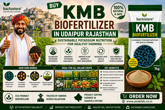 Buy KMB Biofertilizer in Udaipur Rajasthan – Sustainable Potassium Nutrition for Healthy Farming