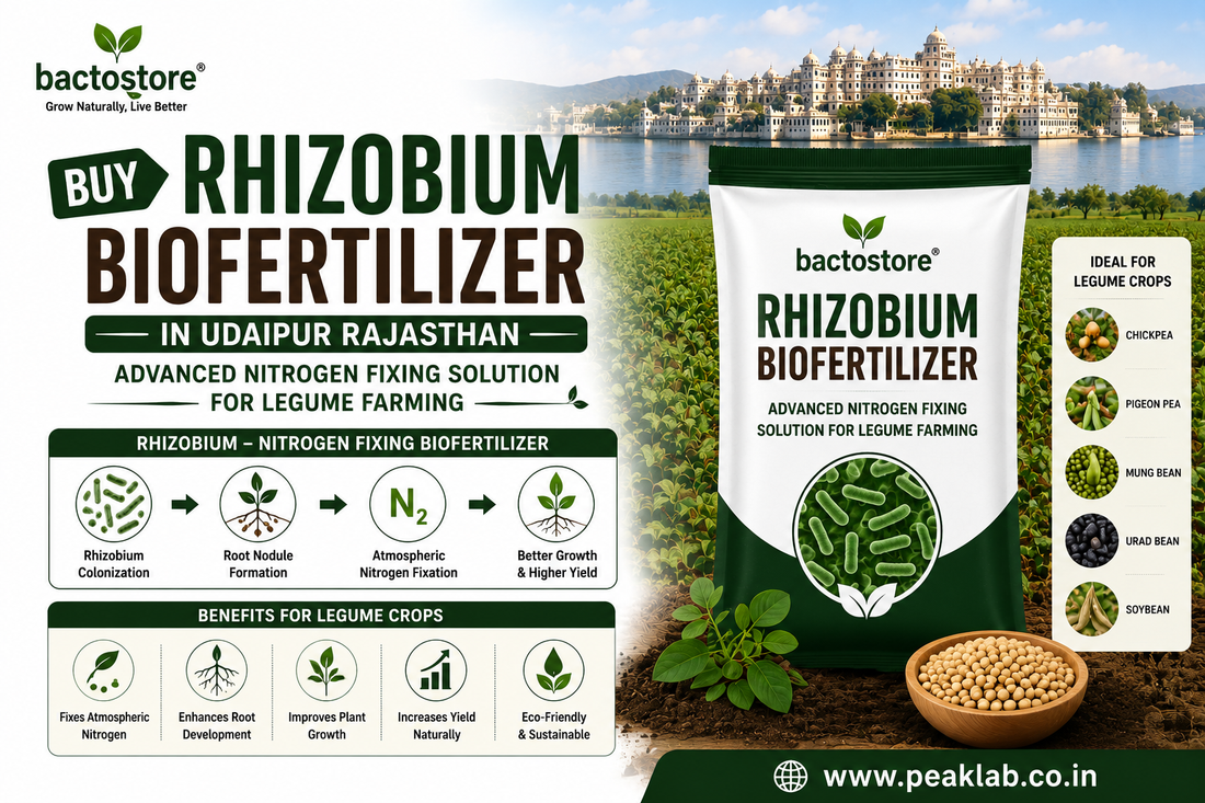 Buy Rhizobium Biofertilizer in Udaipur Rajasthan – Advanced Nitrogen Fixing Solution for Legume Farming