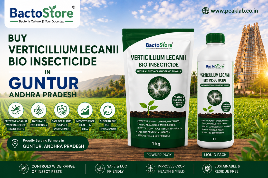 Buy Verticillium Lecanii Bio Insecticide in Guntur Andhra Pradesh