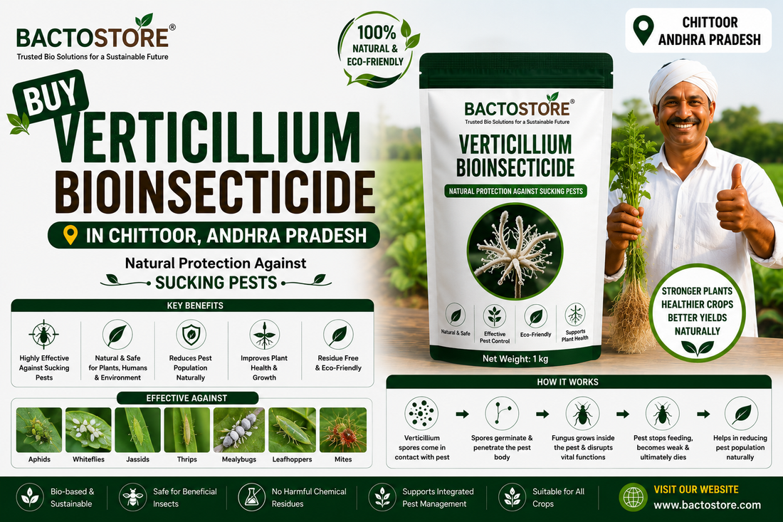 Buy Verticillium Bioinsecticide in Chittoor Andhra Pradesh – Natural Protection Against Sucking Pests