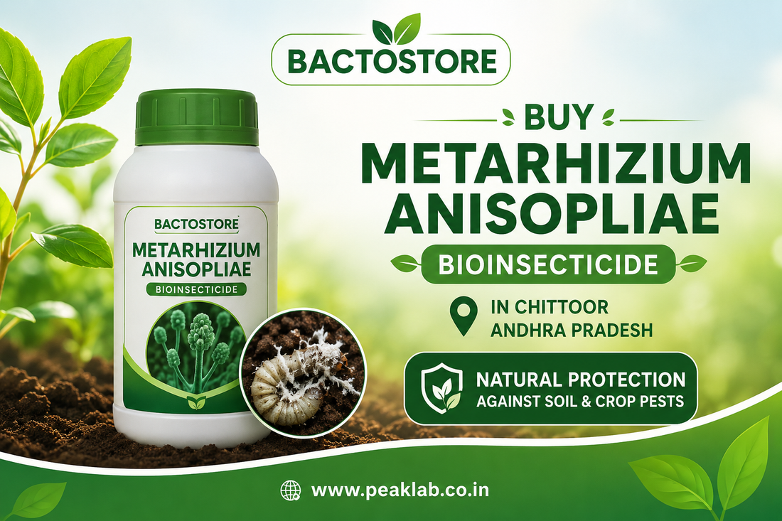 Buy Metarhizium Anisopliae Bioinsecticide in Chittoor Andhra Pradesh – Natural Protection Against Soil & Crop Pests