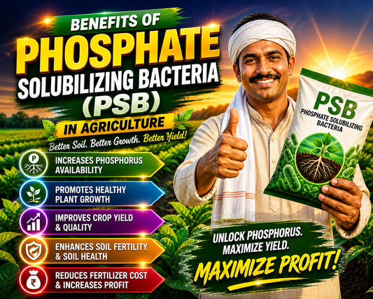 Benefits of Phosphate Solubilizing Bacteria (PSB) in Agriculture