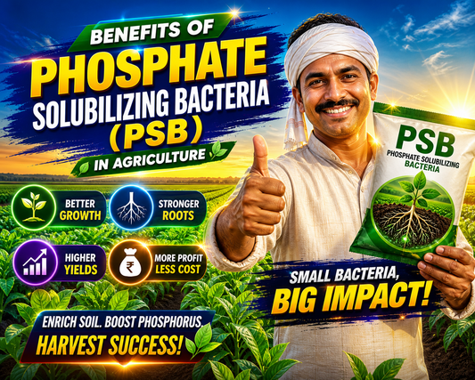Potash Mobilizing Bacteria Uses in Farming: Benefits, Application & Crop Yield Improvement