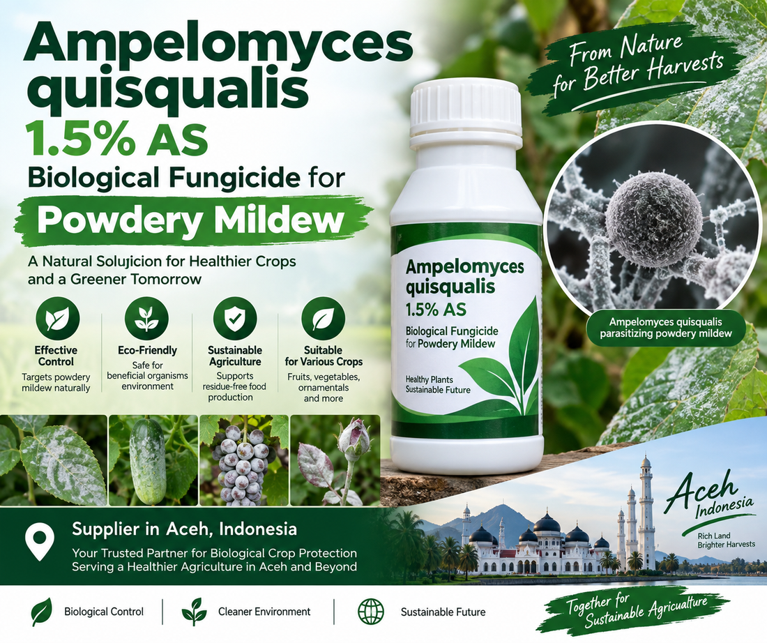 Ampelomyces quisqualis 1.5% AS Supplier in Aceh Indonesia | Biological Fungicide for Powdery Mildew