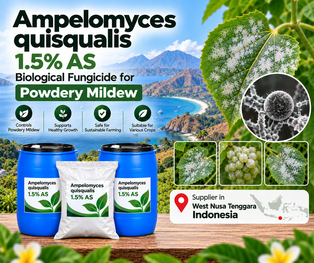 Ampelomyces quisqualis 1.5% AS Supplier in West Nusa Tenggara Indonesia | Biological Fungicide for Powdery Mildew