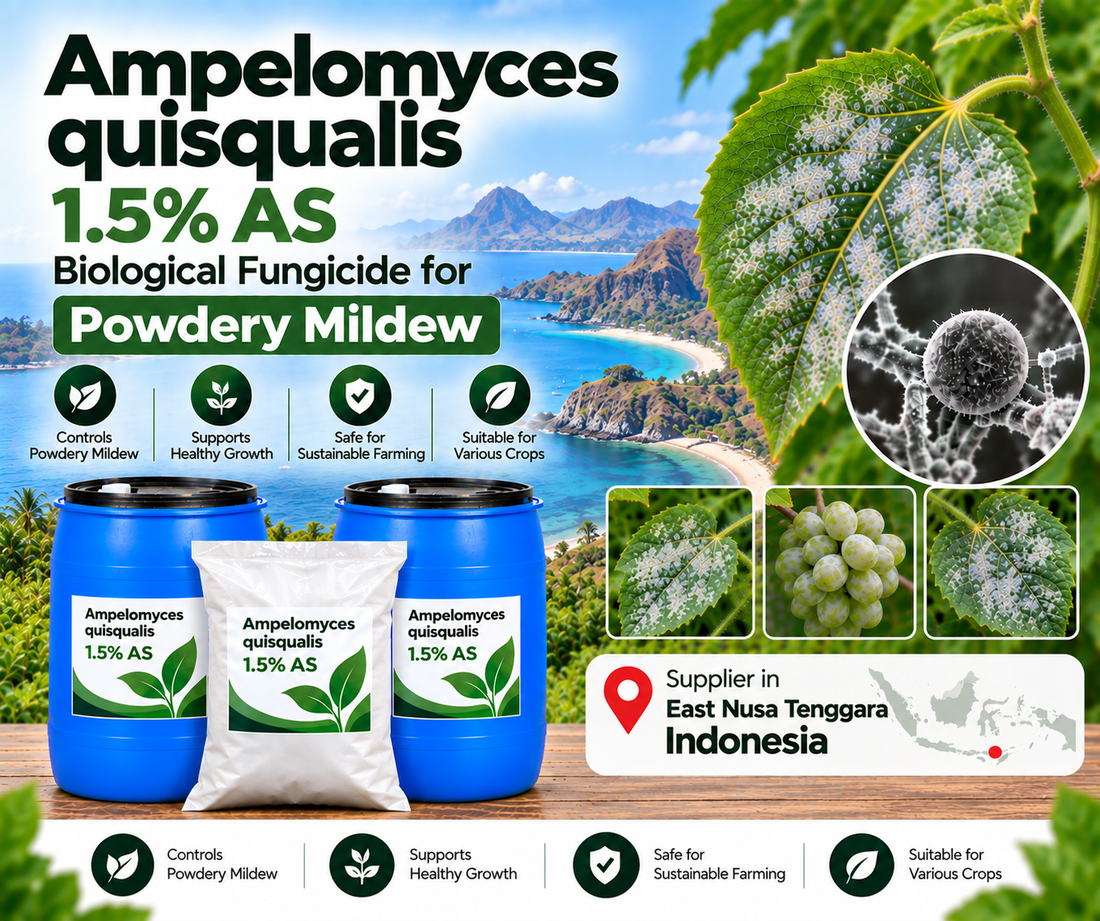 Ampelomyces quisqualis 1.5% AS Supplier in East Nusa Tenggara Indonesia | Biological Fungicide for Powdery Mildew
