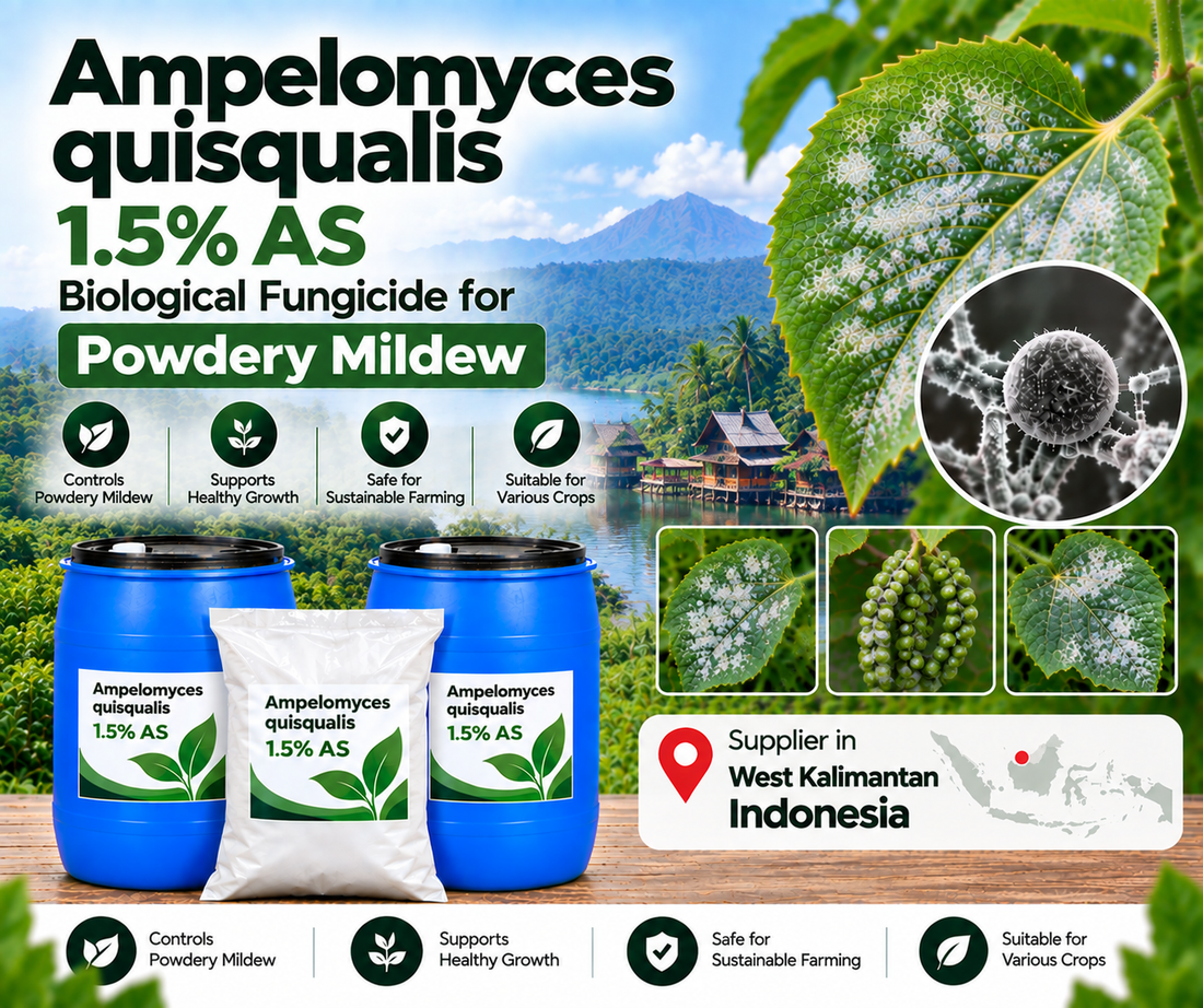 Ampelomyces quisqualis 1.5% AS Supplier in West Kalimantan Indonesia | Biological Fungicide for Powdery Mildew