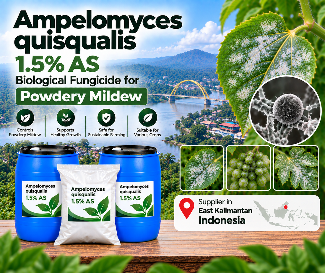 Ampelomyces quisqualis 1.5% AS Supplier in East Kalimantan Indonesia | Biological Fungicide for Powdery Mildew