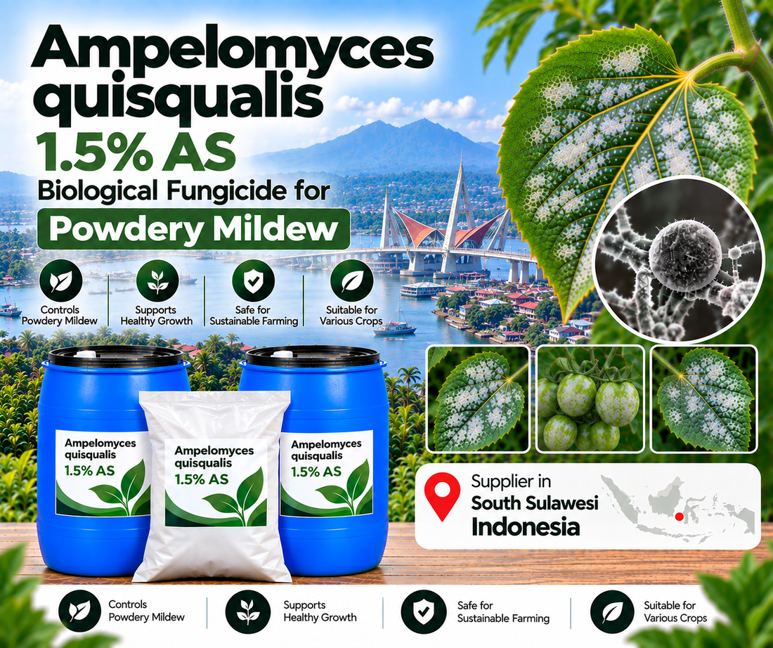 Ampelomyces quisqualis 1.5% AS Supplier in South Sulawesi Indonesia | Biological Fungicide for Powdery Mildew
