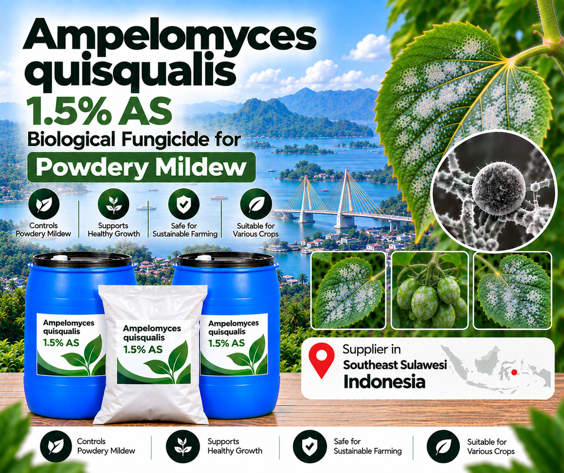Ampelomyces quisqualis 1.5% AS Supplier in Southeast Sulawesi Indonesia | Biological Fungicide for Powdery Mildew