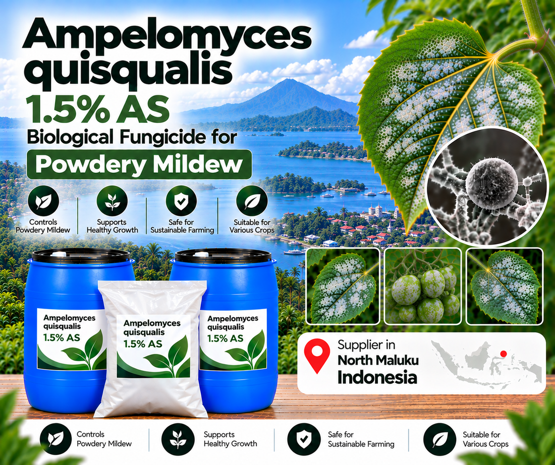 Ampelomyces quisqualis 1.5% AS Supplier in North Maluku Indonesia | Biological Fungicide for Powdery Mildew