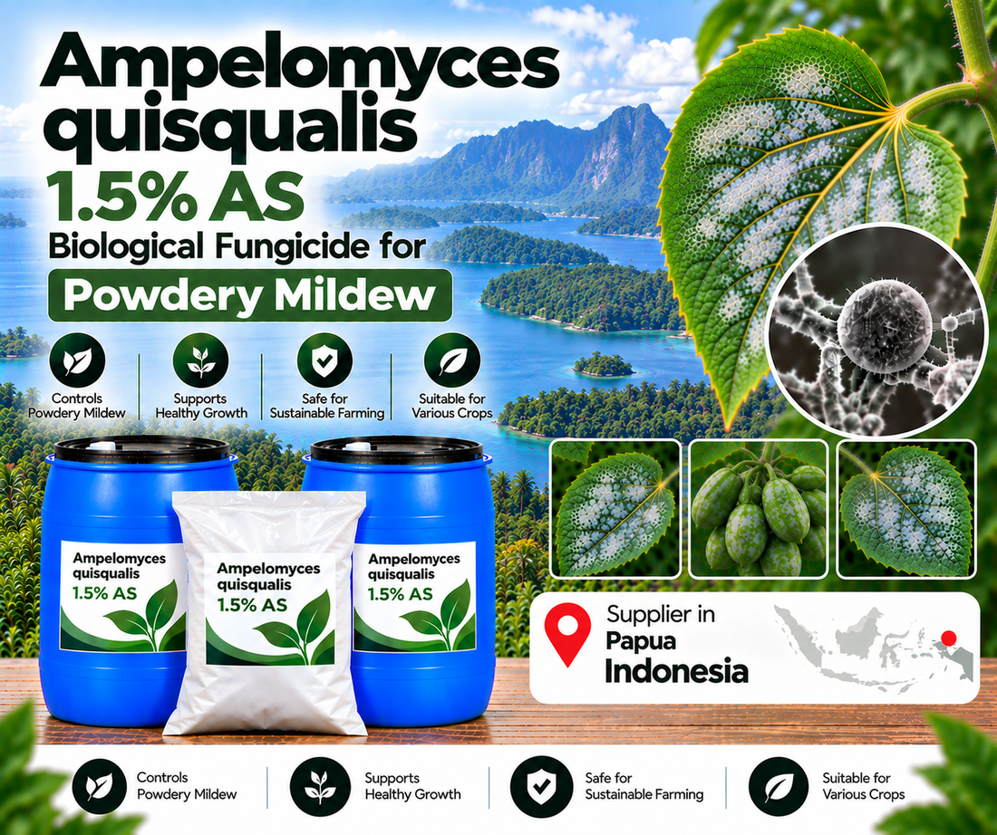 Ampelomyces quisqualis 1.5% AS Supplier in Papua Indonesia | Biological Fungicide for Powdery Mildew