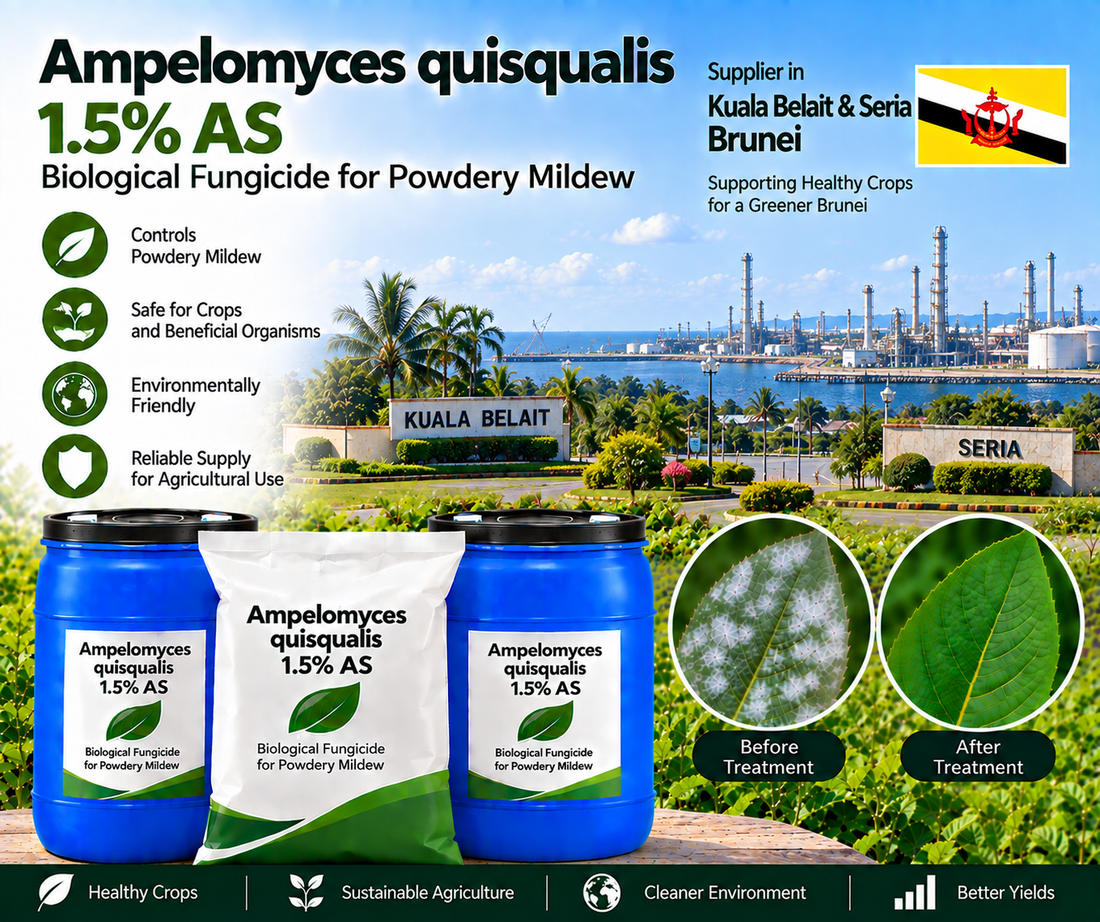 Ampelomyces quisqualis 1.5% AS Supplier in Kuala Belait & Seria Brunei | Biological Fungicide for Powdery Mildew