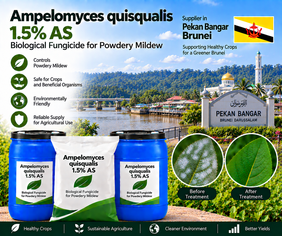 Ampelomyces quisqualis 1.5% AS Supplier in Pekan Bangar Brunei | Biological Fungicide for Powdery Mildew